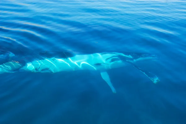 Humpback Whale in Hervey bay, Queensland, Australia — Stock Photo, Image