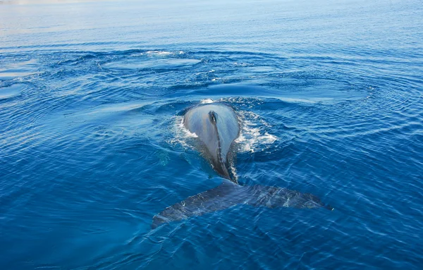 Горбатый кит в заливе Харви, Австралия — стоковое фото