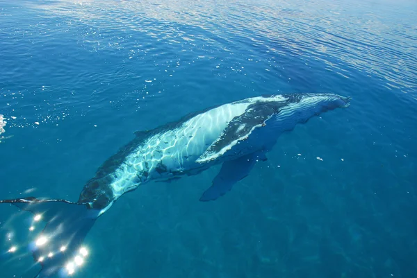 Καμπούρης φάλαινα σε Χέρβεϋ Μπέυ, queensland, Αυστραλία — Φωτογραφία Αρχείου
