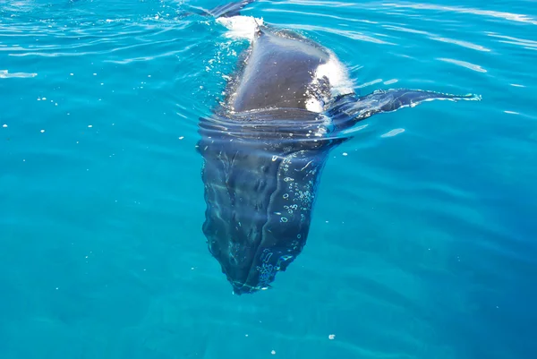 驼背鲸在赫维湾，昆士兰州，澳大利亚 — 图库照片