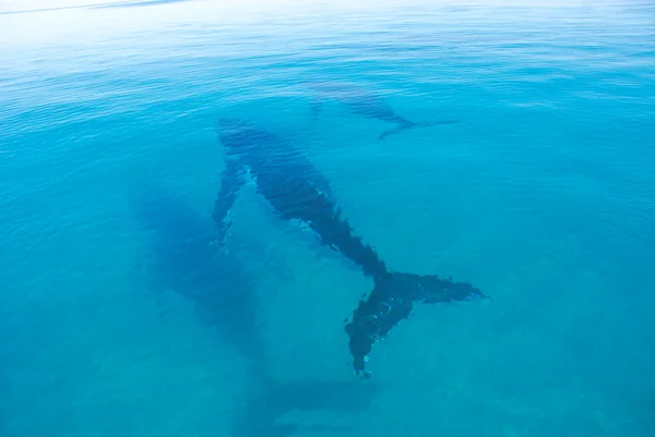 驼背鲸在赫维湾，昆士兰州，澳大利亚 — 图库照片
