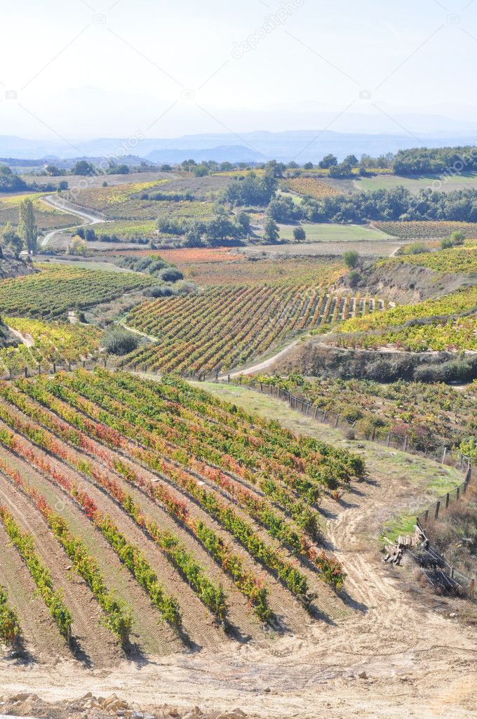 Vineyards, La Rioja (Spain)