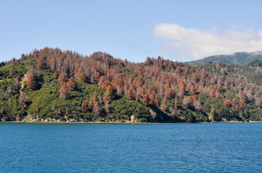 Shore at Cook Strait seen from the ferry (New Zealand) clipart