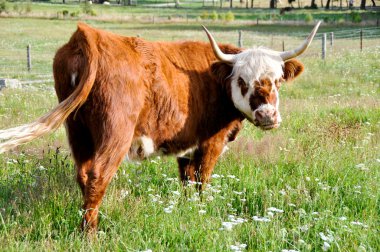 Yeni Zelanda'da inek
