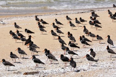 Variable Oyster Catcher, beach of New Zealand clipart