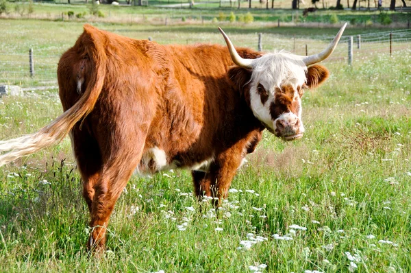 Vaca na Nova Zelândia — Fotografia de Stock