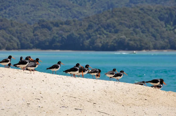 Variabilní ústřice chytač, pláž Nový Zéland — Stock fotografie
