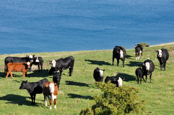 Koeien in de buurt van een meer — Stockfoto
