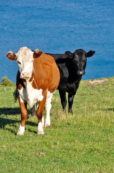 Cows near a lake — Stock Photo, Image