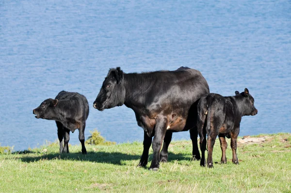Vacas e vitelos — Fotografia de Stock