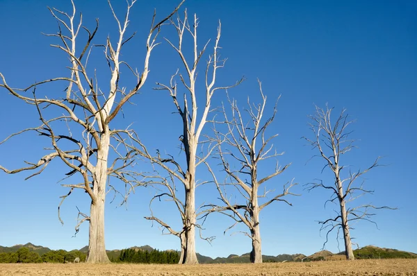 Torra träd, Nya Zeeland — Stockfoto
