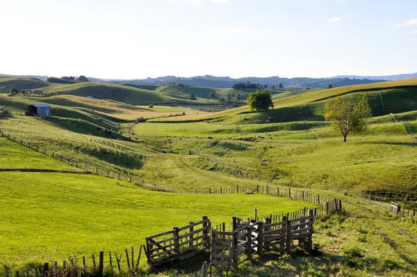 Landscape in New Zealand — Stock Photo, Image