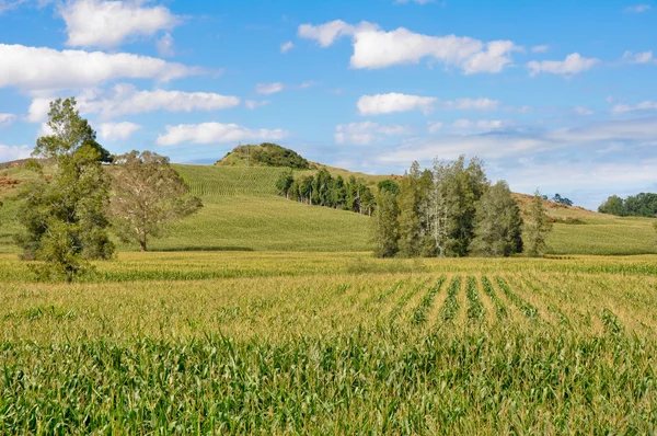 Зелений кукурудзяне поле — стокове фото