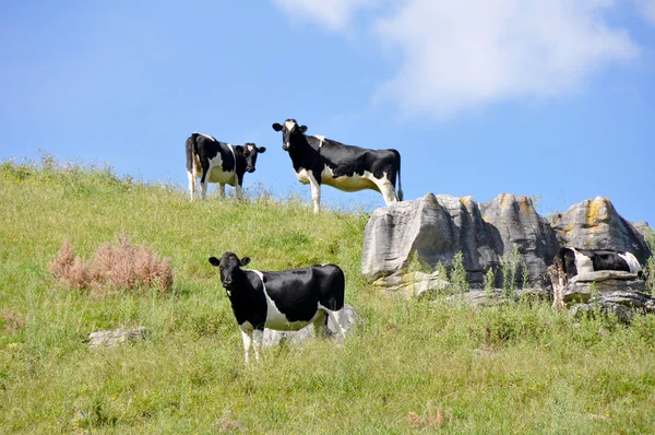 Cows at top of the hill — Stock Photo, Image