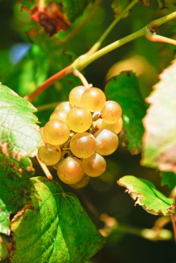 White grapes, Galicia (Spain) clipart