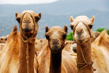 Camels in Africa clipart