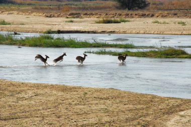 Impalas crossing a river clipart