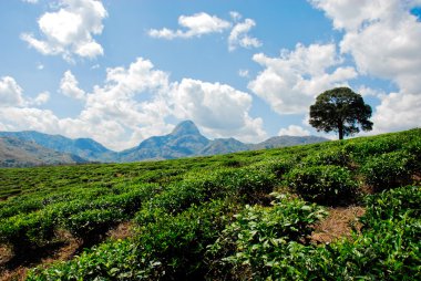 çay plantasyon