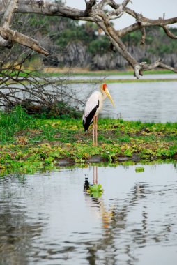 Yellow-billed stork clipart