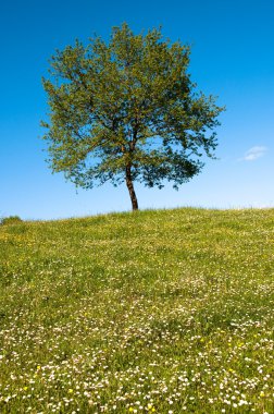 Baskische land platteland