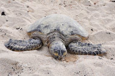 Hawaiian Green Sea Turtle at Kekaha Kai state park clipart