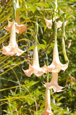 brugmansia ağacının çiçekleri