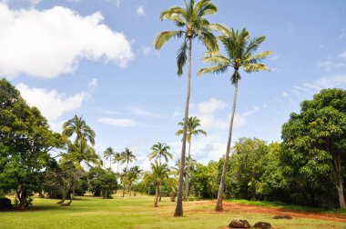 palmiye ağaçları wailua river eyalet parkı, hawaii