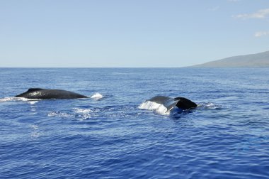 Humpback Whales in Lahaina, Maui, Hawaii clipart