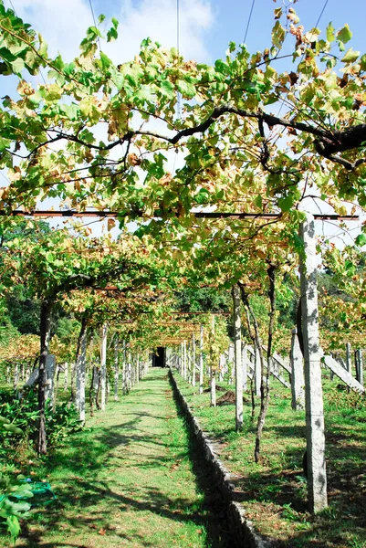 Виноградник в Галичині (Іспанія) — стокове фото
