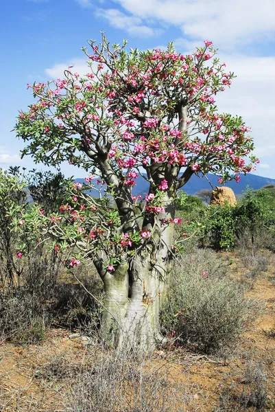 Desert rose tree, Ethiopia — Stock Photo, Image