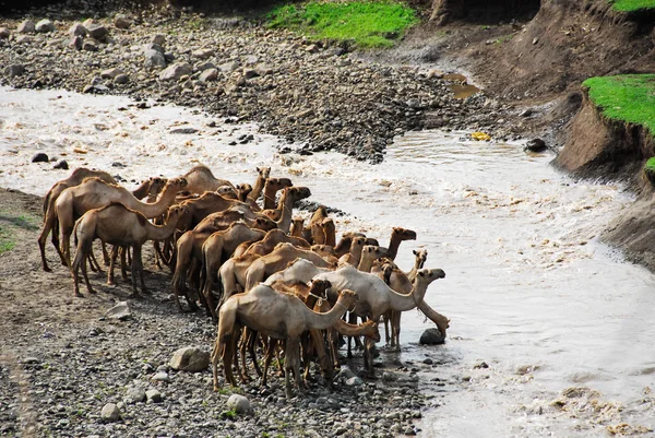 Kameler nära en flod — Stockfoto