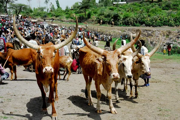 在埃塞俄比亚的牛 — 图库照片