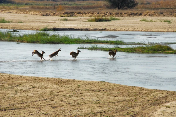 Impalas atravessando um rio — Fotografia de Stock