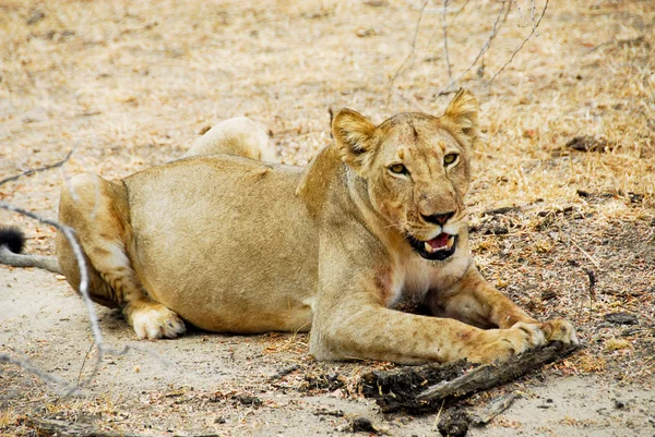 Львица в саванне, Танзания — стоковое фото