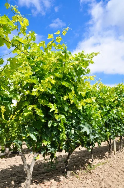 Vineyard At Spring, La Rioja (Spanien ) — Stockfoto