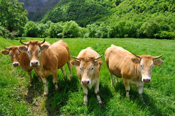 在巴斯克地区 (西班牙牛) — 图库照片