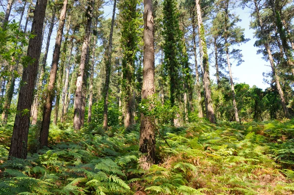 Eğreltiotu, Bask Ülkesi ile orman — Stok fotoğraf