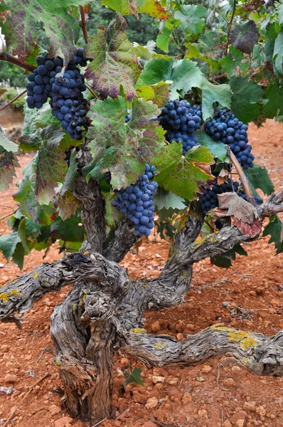 Grapes in a vineyard, Ibiza (Spain) — Stock Photo, Image