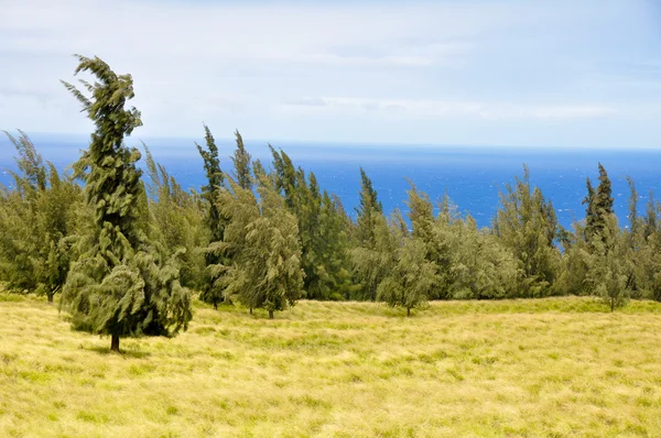 Duża wyspa wschodniego brzegu, Hawaje — Zdjęcie stockowe