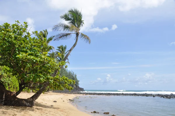 Strand von kauai (hawaii)) — Stockfoto