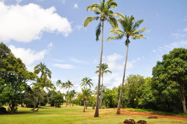 Palmbomen op wailua rivier staatspark, hawaii — Stockfoto