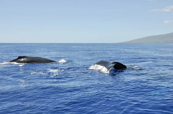 Горбатые киты в Лахайне, Мауи, Гавайи — стоковое фото