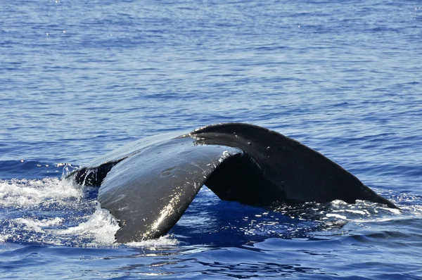 Καμπούρης φάλαινα στο lahaina, maui, Χαβάη — Φωτογραφία Αρχείου