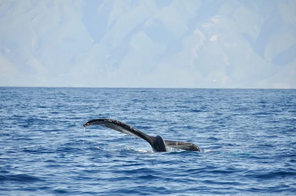 ラハイナ、マウイ島、ハワイのザトウクジラ — ストック写真