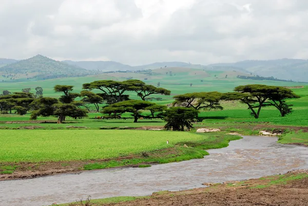 에티오피아 의고 지대 스톡 사진