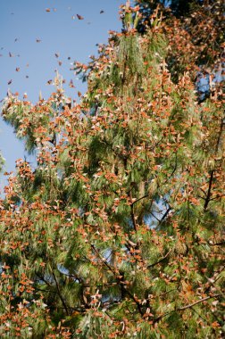 Monarch kelebek biyosfer rezervi, michoacan (Meksika)