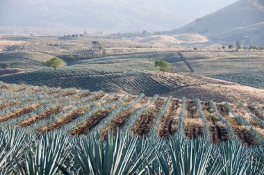 Agave field in Tequila, Jalisco (Mexico) clipart