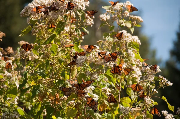 Riserva della Biosfera della Farfalla Monarca, Michoacan Messico — Foto Stock