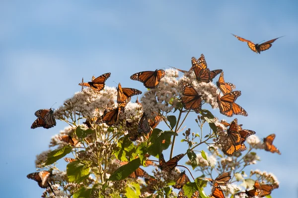 Monarch butterfly Rezerwat Biosfery, michoacan (Meksyk) — Zdjęcie stockowe