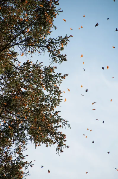 Riserva della biosfera della farfalla del monarca, Michoacan (Messico ) — Foto Stock